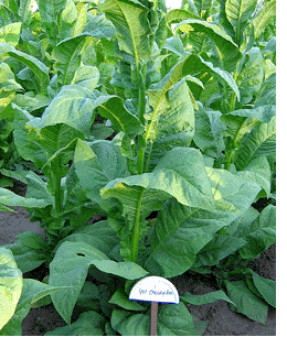 Cherry Red Tobacco Plant